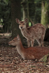 奈良　奈良公園　奈良の鹿　奈良鹿