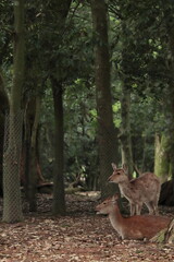 奈良　奈良公園　奈良の鹿　奈良鹿