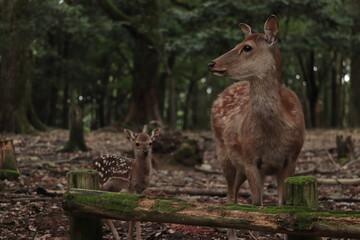 奈良　奈良公園　奈良の鹿　奈良鹿