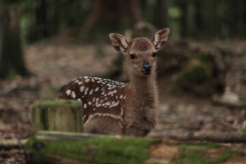 奈良　奈良公園　奈良の鹿　奈良鹿