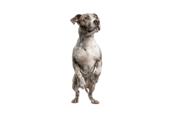 Adorable spotted pit bull terrier dog standing on hind legs studio shot isolated transparent background