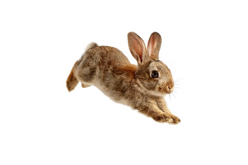 Adorable Brown Rabbit Mid Air