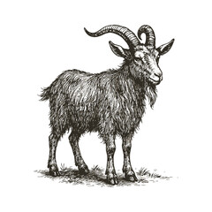 Detailed Monochrome Illustration of a Majestic Goat with Intricate Horns Standing Proudly in a Grassy Field