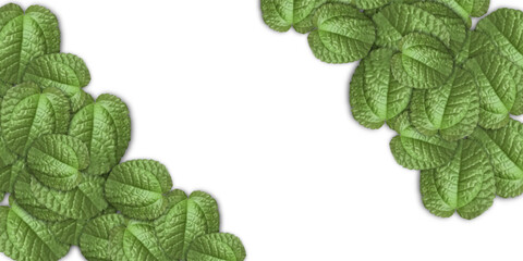 Textured Green Leaves Corner Borders on White Background