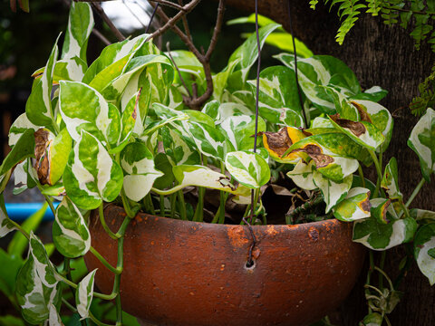 potted Devil lvy Epipremnum aureum in terracotta pot haging outdoor