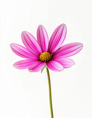 Obraz premium A single pink cosmos flower with a yellow center on a white background close up view
