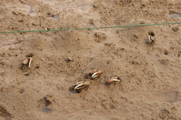 fiddler crab on a tidal flat