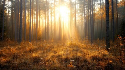 Obraz premium An enchanting forest scene illuminated by golden rays of sunlight filtering through tall trees, creating a magical atmosphere filled with warmth and tranquility.