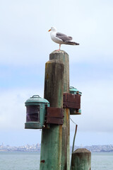 Seagull Perched on Wooden Piling at Marina
