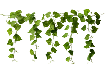 Lush Green Ivy Vines: Perfect for Design Projects transparent background png