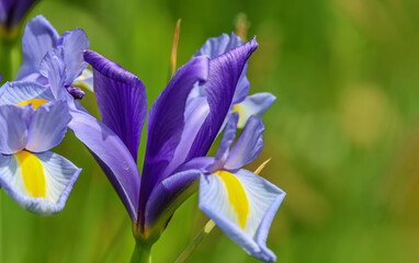 Purple Iris flowers in the marsh surrounded by lush green leaves.
