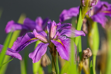 Purple Iris flowers in the marsh surrounded by lush green leaves.