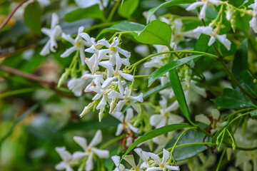 Trachelospermum jasminoides is a species of flowering plant in the family Apocynaceae, native to Asia,Confederate jasmine, star jasmine, Confederate jessamine, and Chinese star jessamine. 
