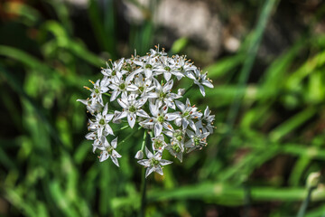 Allium tuberosum (garlic chives, Oriental garlic, Asian chives, Chinese chives, Chinese leek) is a species of plant native to China. 