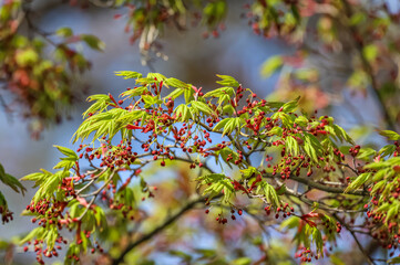 Acer japonicum, Fullmoon maple, or downy Japanese-maple is a species of maple native to Japan. 