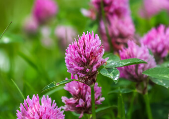 Trifolium pratense, red clover, is a herbaceous species of flowering plant in the bean family,...