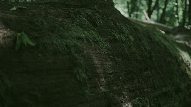 Macro footage of an old tree trunk covered with patchy moss. Slow handheld camera movement from left to right reveals the rich textures and age of the wood. Perfect for nature backgrounds, meditation 