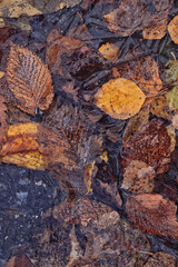 autumn fallen leaves frozen in ice, seasonal background, texture of autumn and early winter