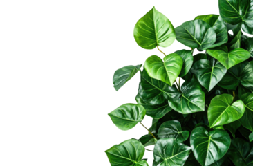 Lush green leaves, close-up