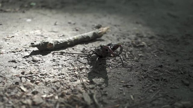 Macro footage of a male stag beetle (Lucanus cervus) walking across dry forest floor. The beetle&rsquo;s large mandibles are clearly visible, with natural light casting shadows on the textured ground.