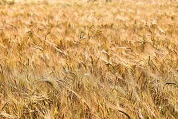 golden agricultural field of ripe grain, background texture of ears in the sun