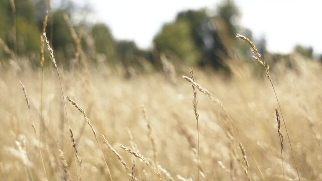 Peaceful footage of wild grasses gently swaying in the wind on a sunny day. The scene features green and yellow tones, with soft natural movement and a glimpse of the sky. Captures the calm atmosphere