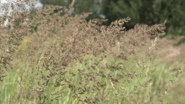 Peaceful footage of wild grasses gently swaying in the wind on a sunny day. The scene features green and yellow tones, with soft natural movement and a glimpse of the sky. Captures the calm atmosphere