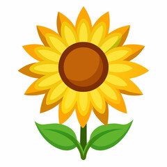 sunflower on white background