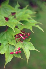 Closeup of Japanese Maple foliage and winged fruit, Kent England
