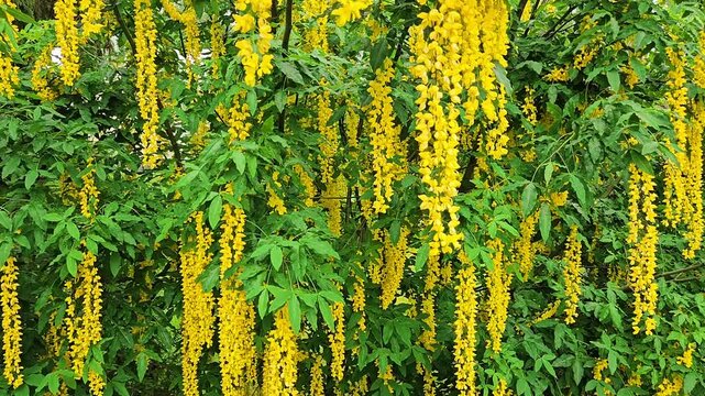 Laburnum alpinum, the Scotch laburnum or alpine laburnum, is blooming in a garden in Finland with it's beautiful yellow golden chain flowers. 