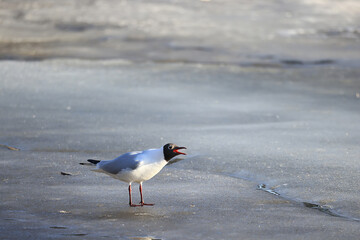 Seagulls are sitting on an ice floe, spring ice in the river and migratory birds have returned