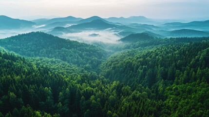 Obraz premium Lush green forest stretches across a valley of rolling hills.