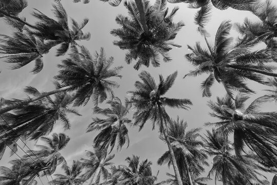 black and white photography of palm trees in a tropical climate against the sky poster for photo design
