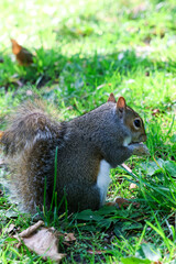 The image highlights the squirrel’s curious expression and vibrant texture, which are ideal for wildlife, nature, or animal-themed concepts