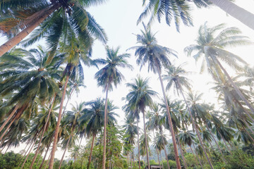 Coconut palms against the sky, tropical summer landscape, view from a southern vacation on the...