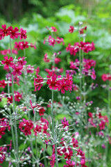 Macro image of Mealy Primrose blooms, Kent England
