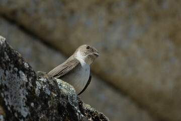 Hirondelle de rochers (Ptyonoprogne rupestris) © Hugo