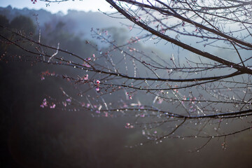Cherry blossom branches in the morning, with a light foggy background, giving a refreshing feeling in the morning of growth, blooming, and new beginnings.