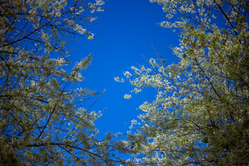 Wild Himalayan Cherry soft white, bright morning sky background. Cherry blossom in northern Thailand