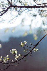 Wild Himalayan Cherry, soft white,พื้นหลังภูเขา ยามเช้าหมอกบางๆ Cherry blossom in northern Thailand.