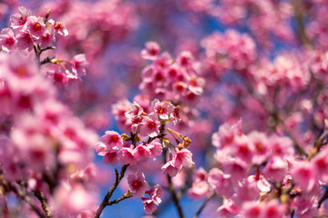 A bush of pink flowers looks full and beautiful. Soft FocusCherry blossom, pink color, blue sky background. Cherry blossom bushes are growing and blooming in northern Thailand.
