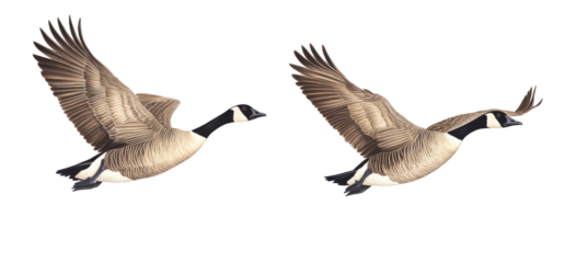 Two Canada Geese in Flight (1)