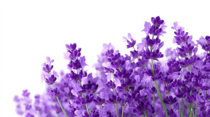 Naklejka premium Vibrant lavender flowers in full bloom create a stunning visual display. Soft purple hues contrast beautifully against a clean white background. Perfect for nature lovers. AI