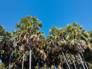 Overhead view of lush palm trees with sunlit fronds against a clear blue sky, perfect for tropical and nature-themed designs