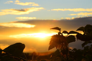 Beautiful Sunset Over a Sunflower Field with Golden Skies