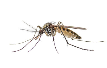Close-up of a mosquito, wings outstretched, segmented body, detailed markings