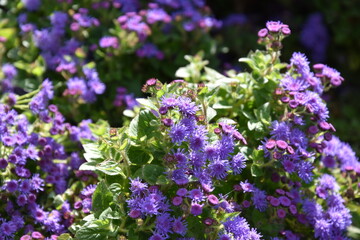 Vibrant Purple Flowers in Bloom Capturing Nature's Beauty