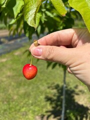 fresh cherry picked from the tree, cherry held in hand, fruit picked from the tree