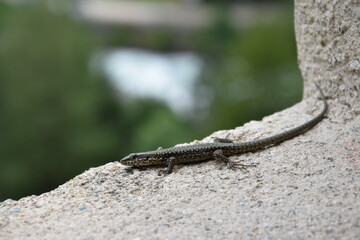 Lizard on a Concrete Surface in Nature with Blurred Green Background