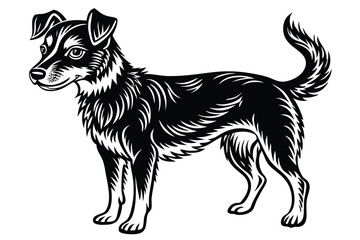 Stylish black and white shows standing dog with curly tail and fur